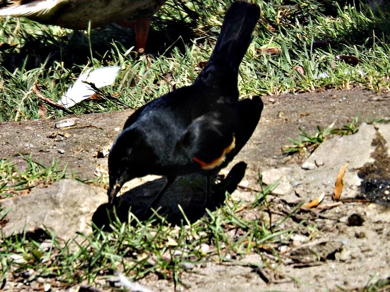 Black Bird on Ground — Natural