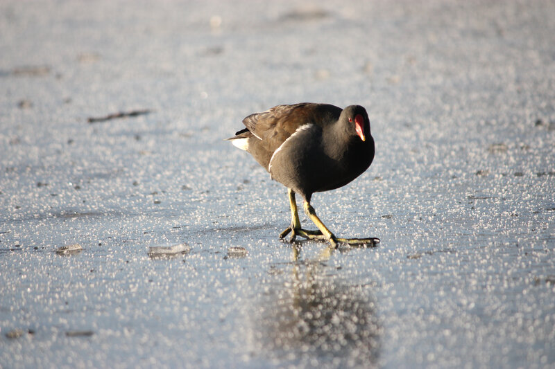 Black Bird on Ice