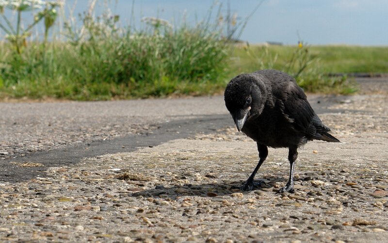 black bird on pavement