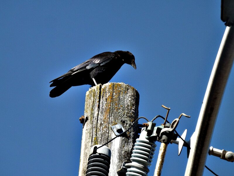Black Bird on Pole — Blue