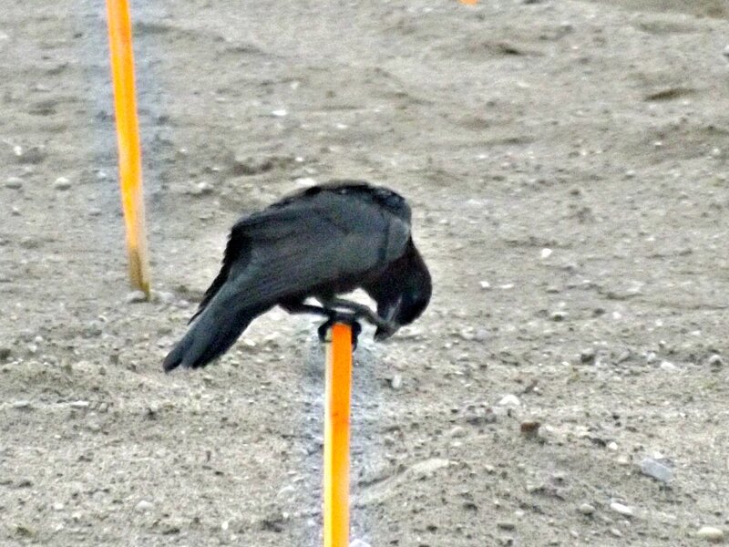 Black Bird on Pole