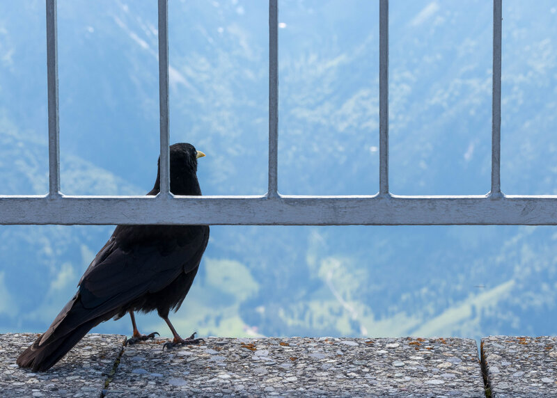 Black Bird on Railing — Blue