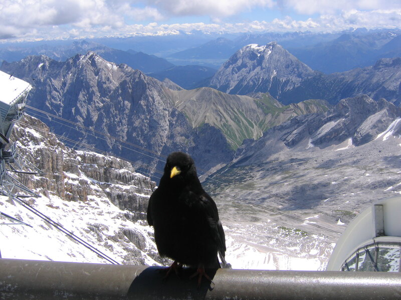 Black Bird on Railing