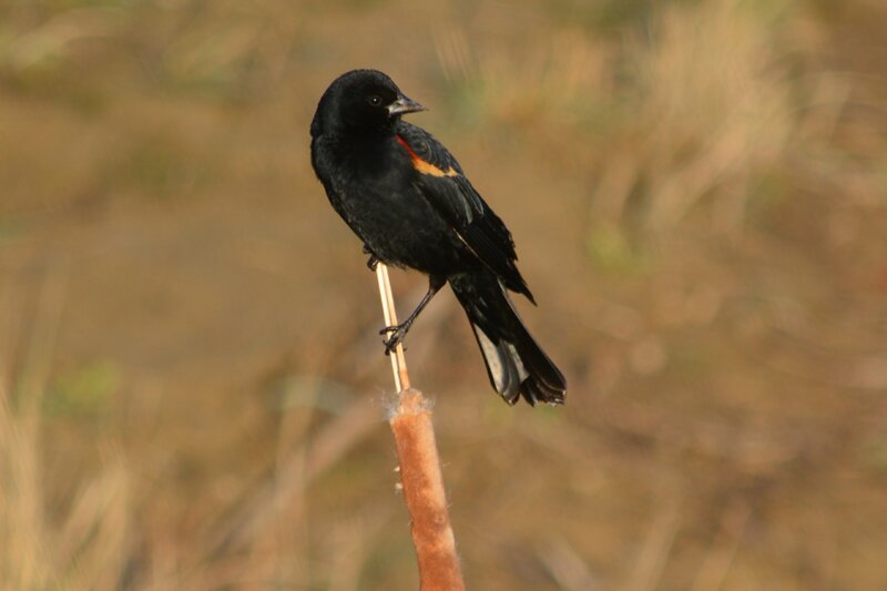 Black Bird on Reed