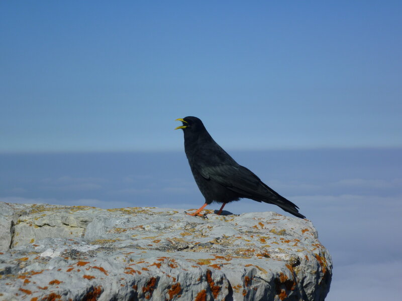Black Bird on Rock — Blue