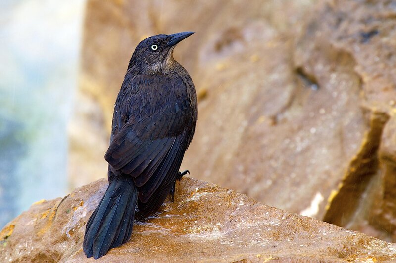 Black Bird on Rock — Calm, Photograph