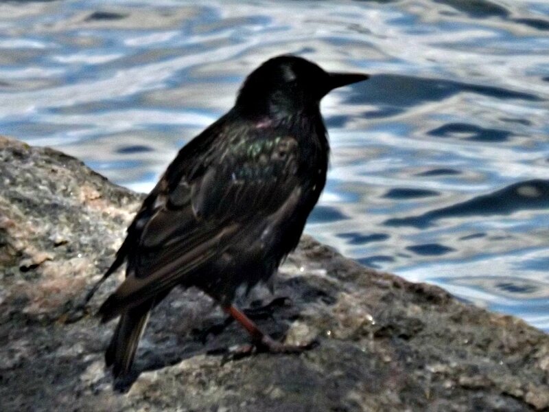 Black Bird on Rock — Calm