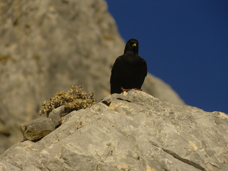 Black Bird on Rock — Gray, Serene