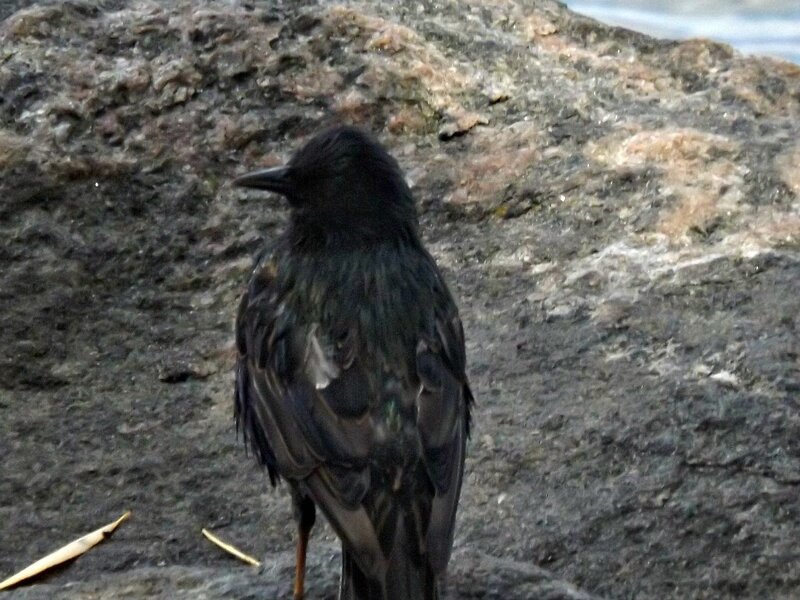 Black Bird on Rock — Natural