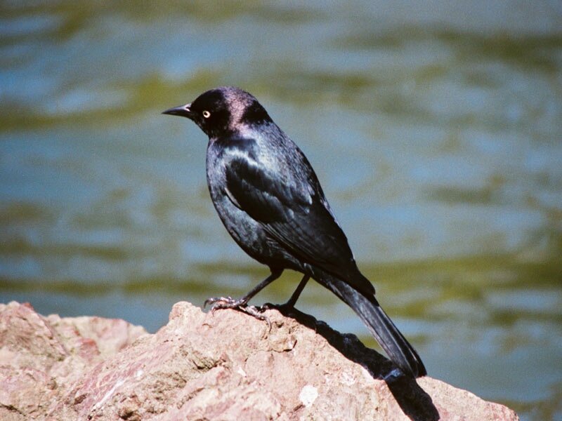 Black Bird on Rock