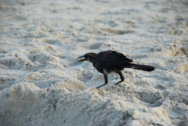 black bird on sandy beach