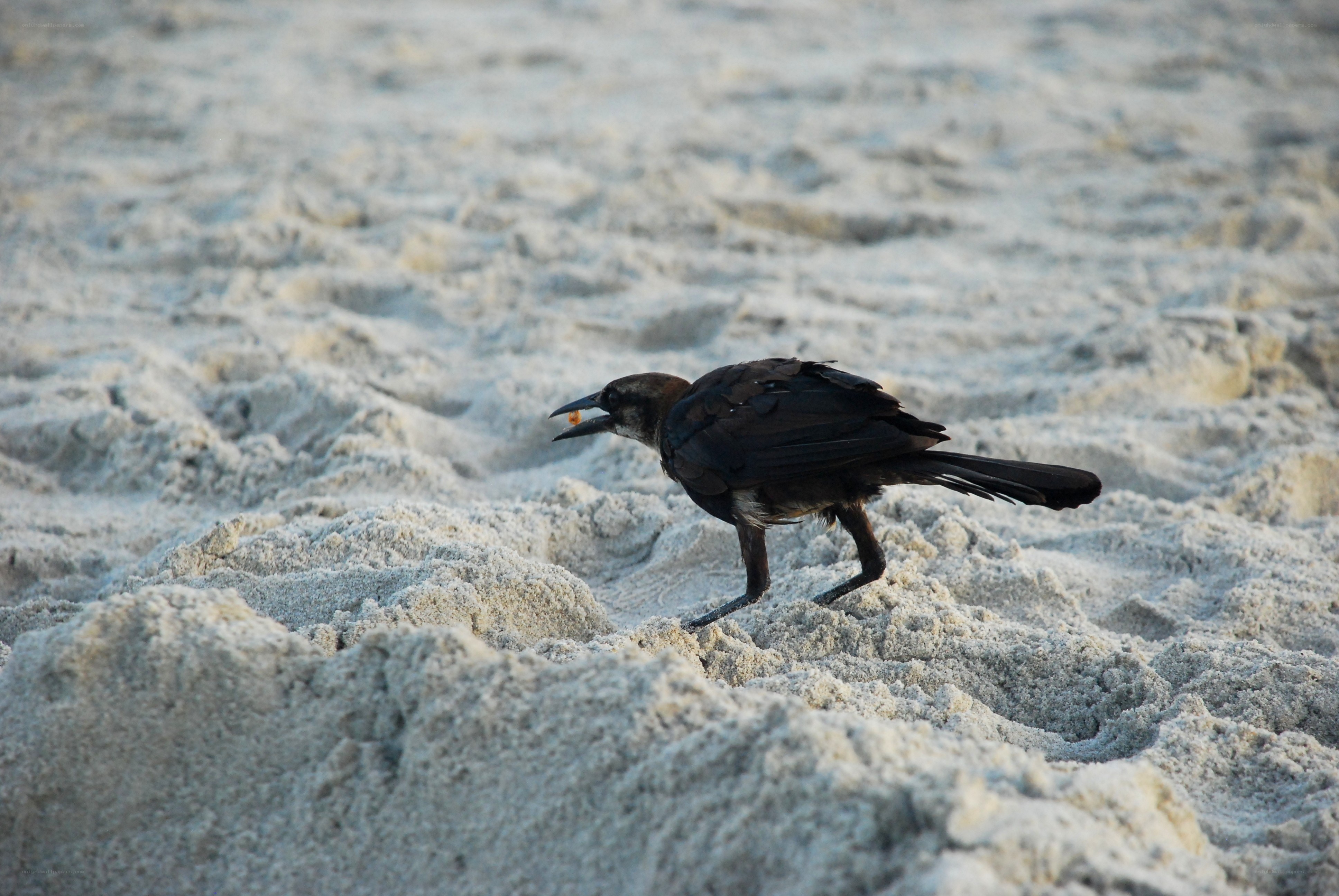 black bird on sandy beach