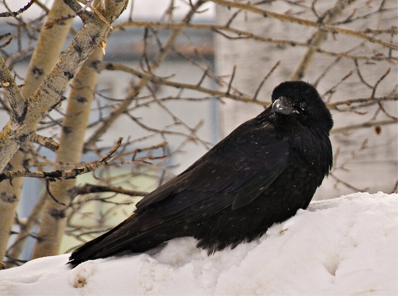 black bird on snowy branch