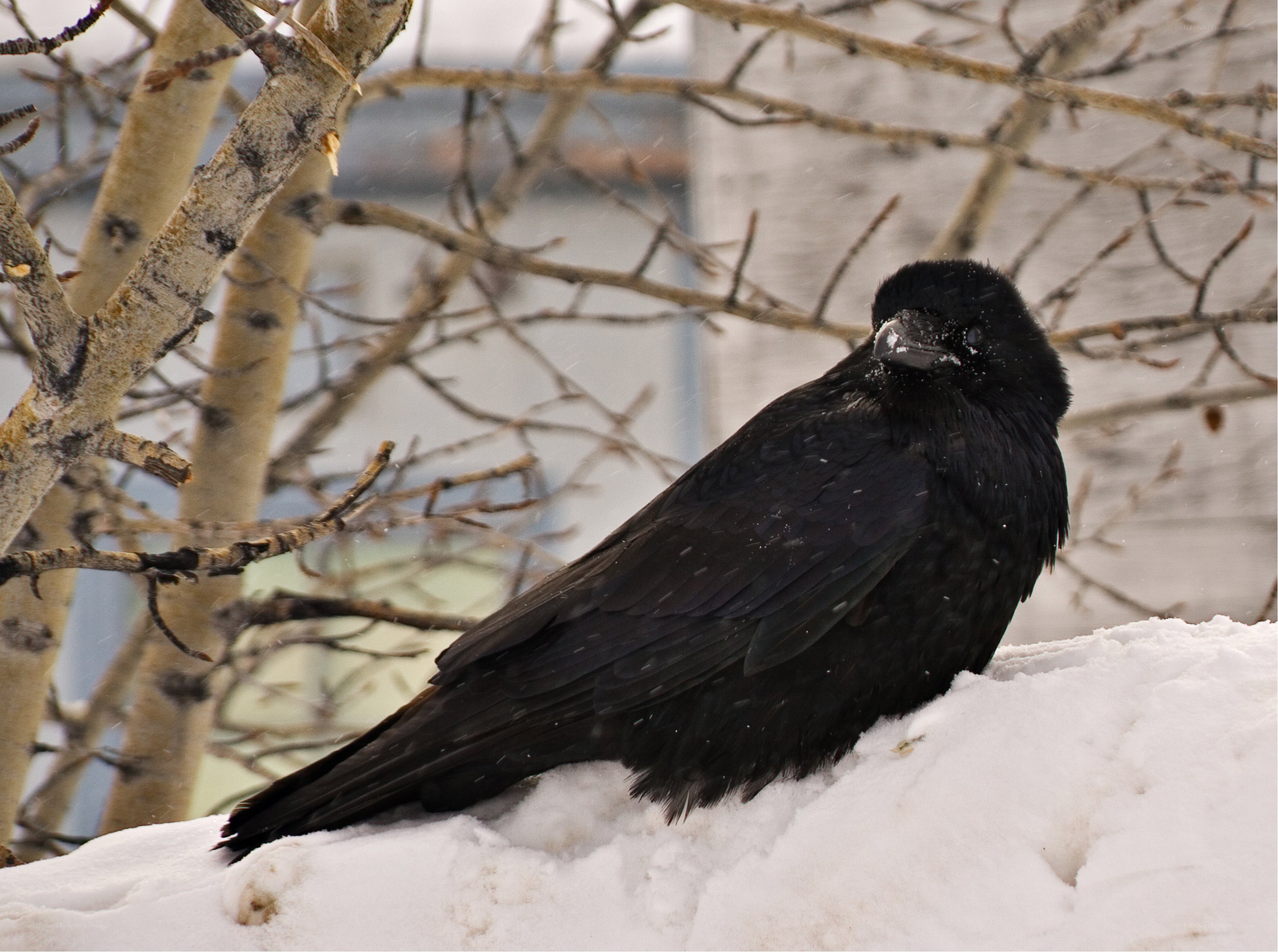 black bird on snowy branch