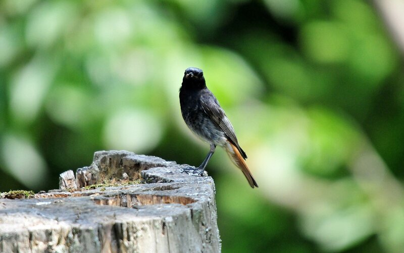 Black Bird on Stump