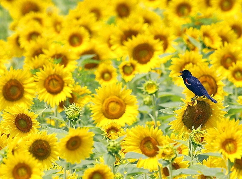 Black Bird on Sunflower