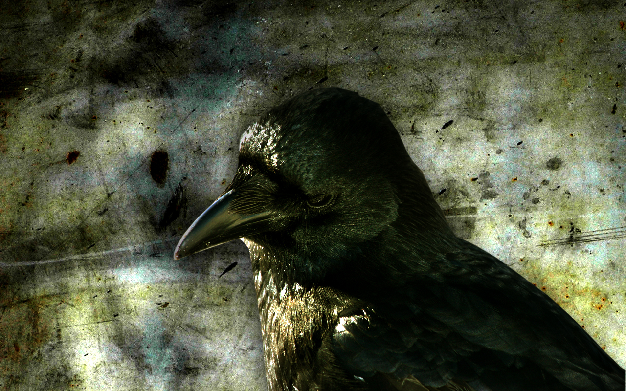 black bird on textured background