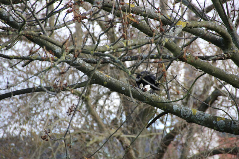 Black Bird on Tree Branch — Brown