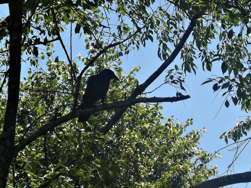 Black Bird on Tree Branch — Green