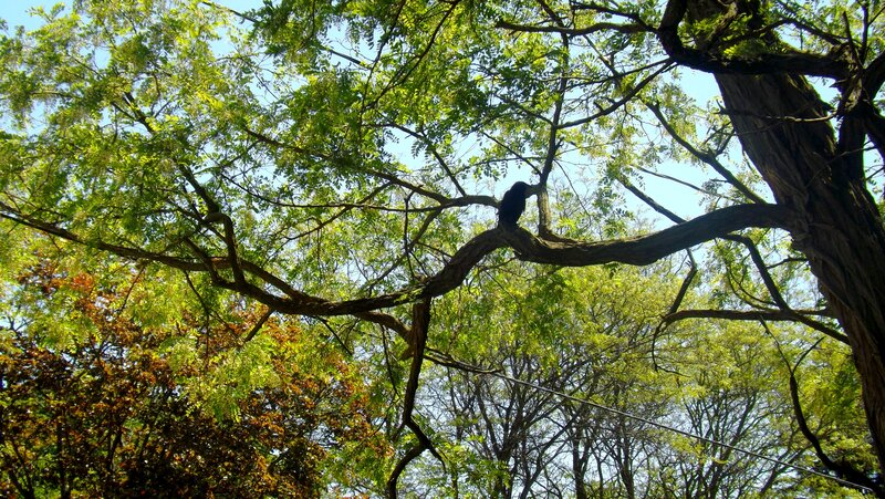 Black Bird on Tree Branch