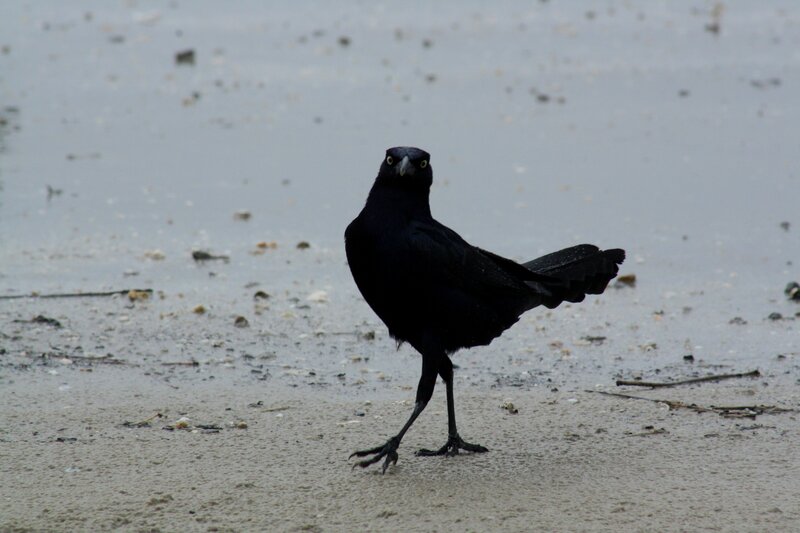 black bird on wet sand
