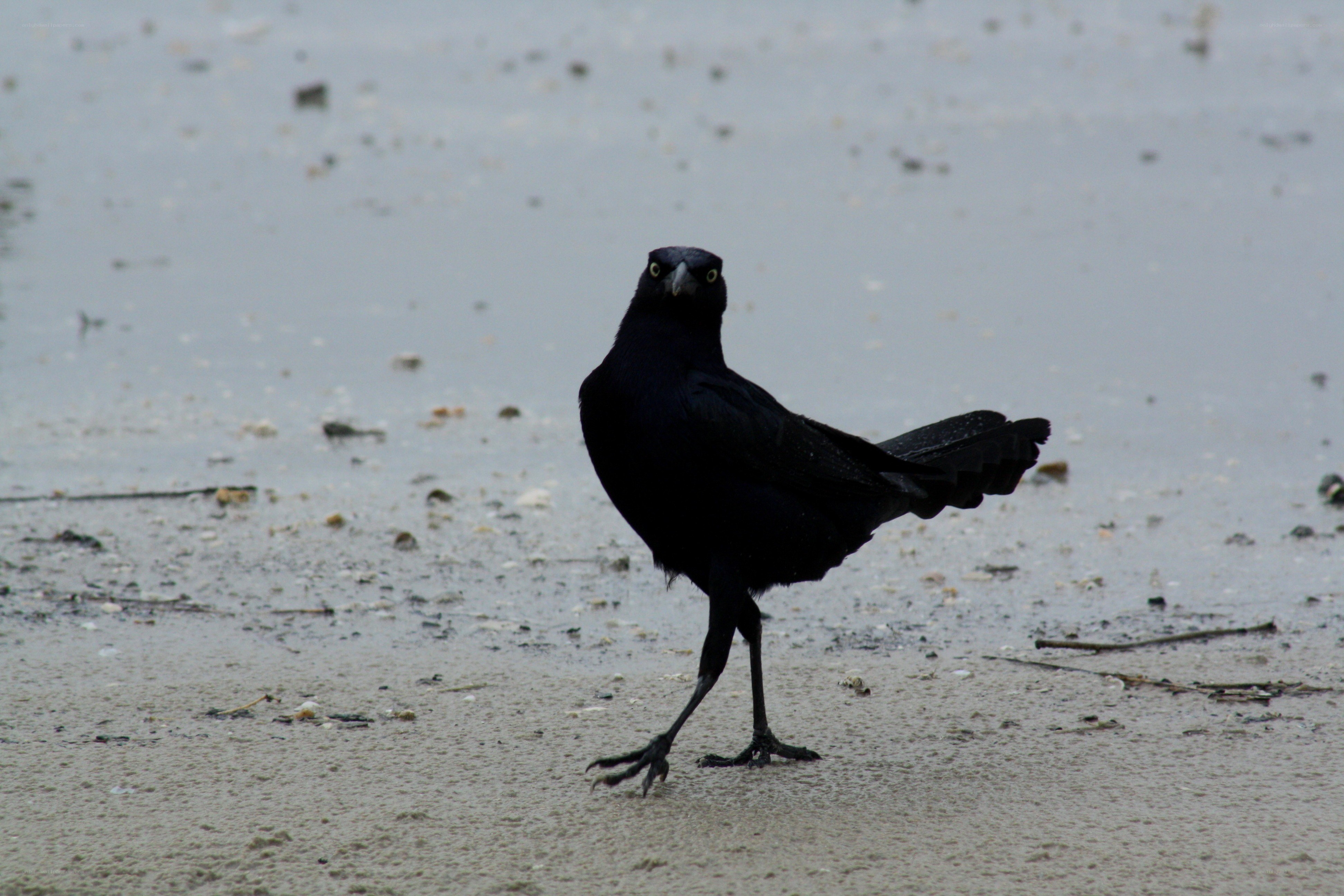 black bird on wet sand