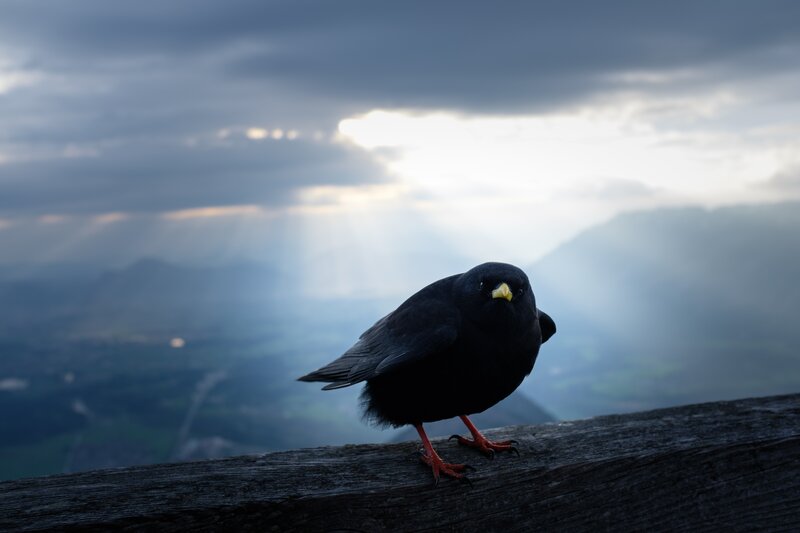 Black Bird on Wooden Beam