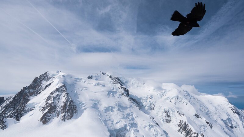 Black Bird over Snow Mountains