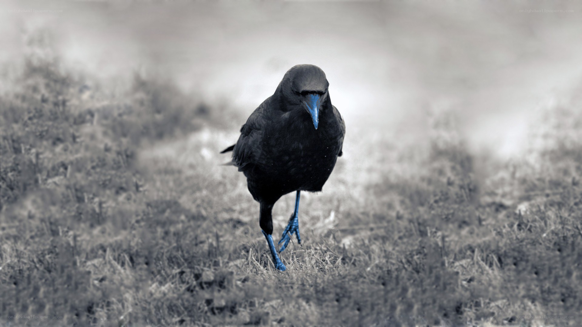 black bird with blue beak