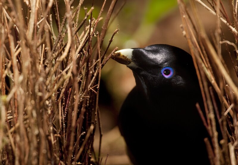 Black Bird with Blue Eye — Natural, Photograph