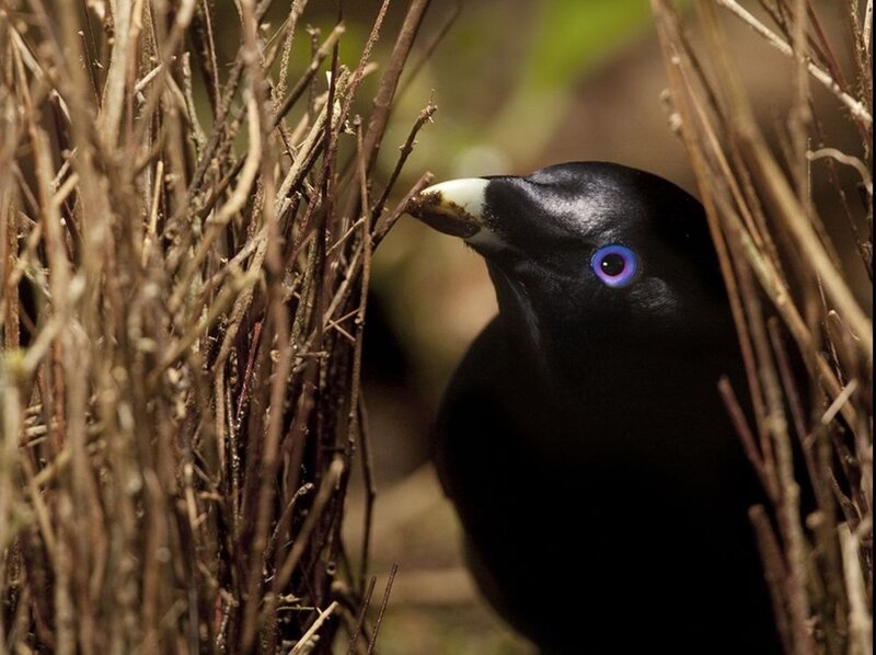 Black Bird with Blue Eye — Natural