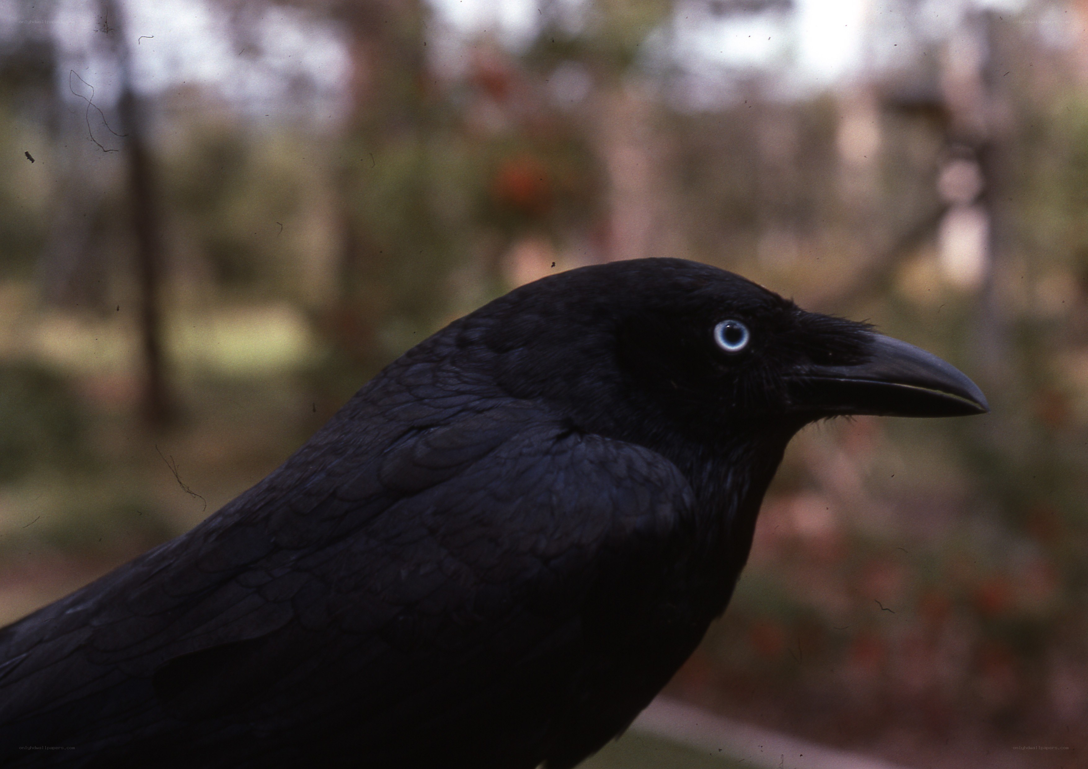 black bird with blue eye