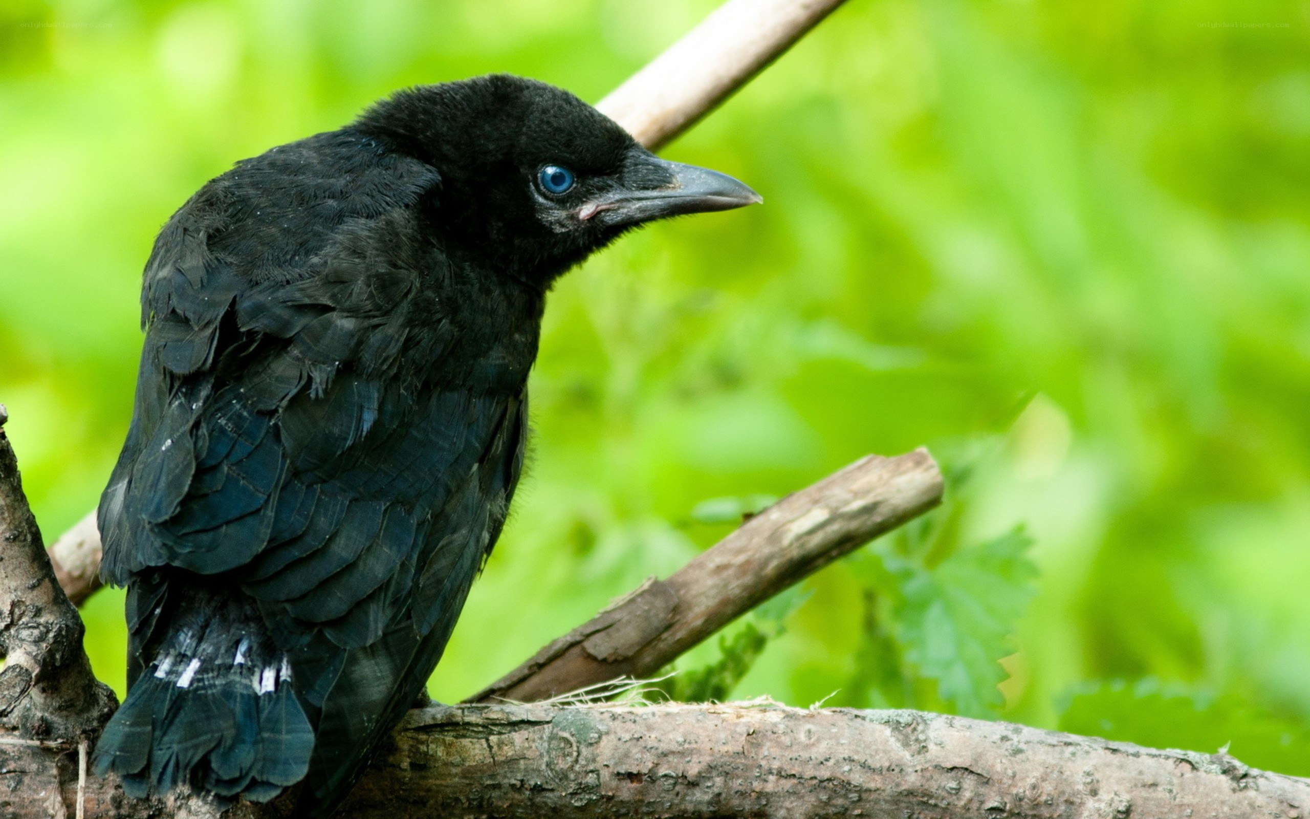 black bird with blue eyes