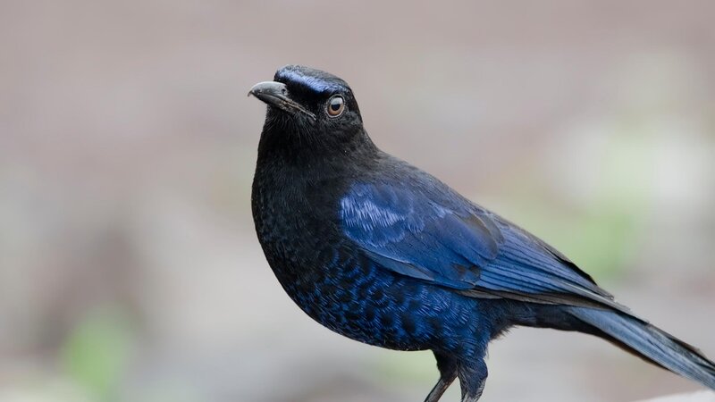 Black Bird with Blue Wings