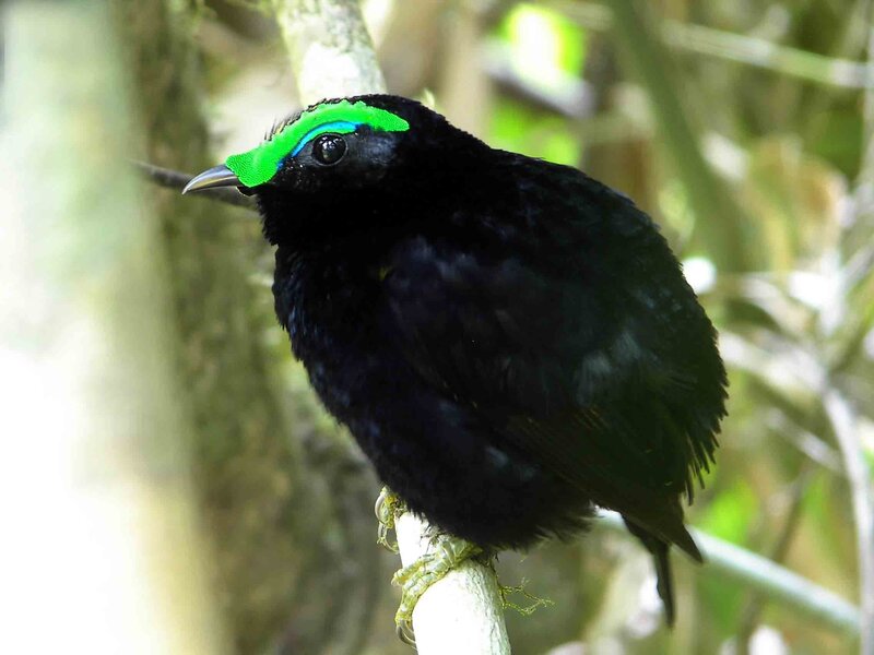 Black bird with green crest