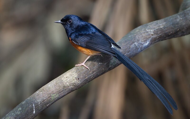 black bird with long tail