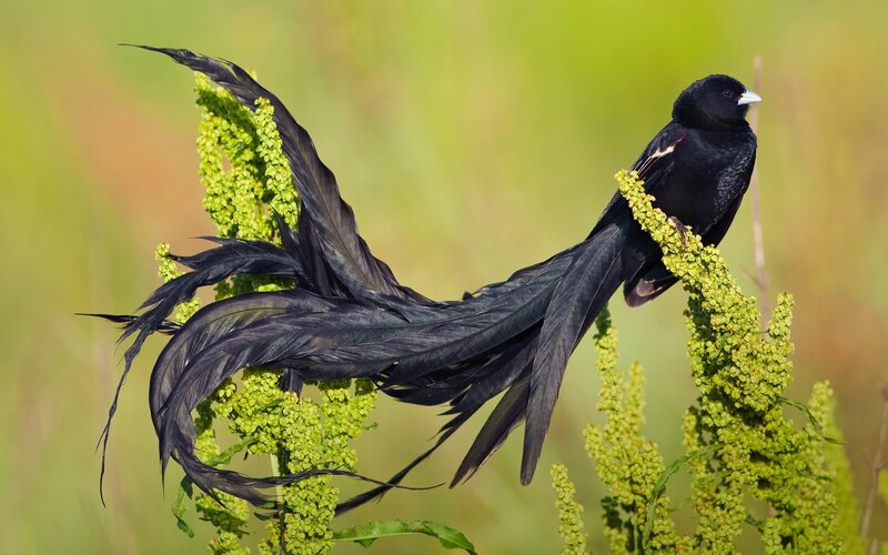 Black Bird with Long Tail — Natural
