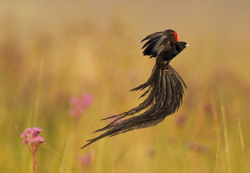 Black Bird with Long Tail — Yellow