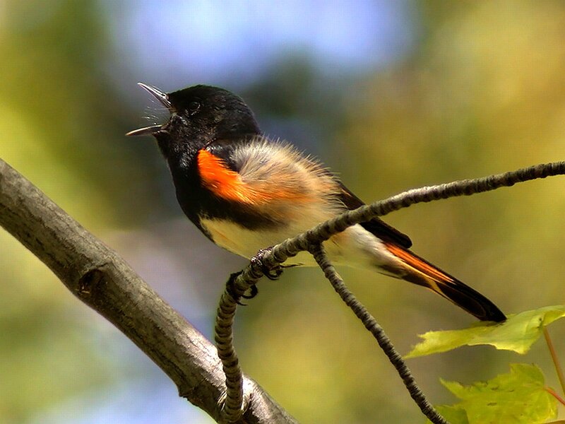 Black Bird with Orange Patch — Natural