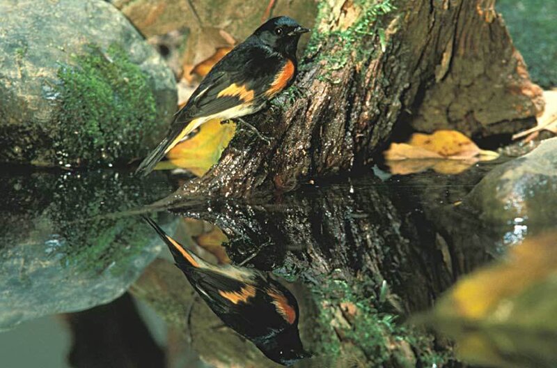 Black Bird with Orange Patch