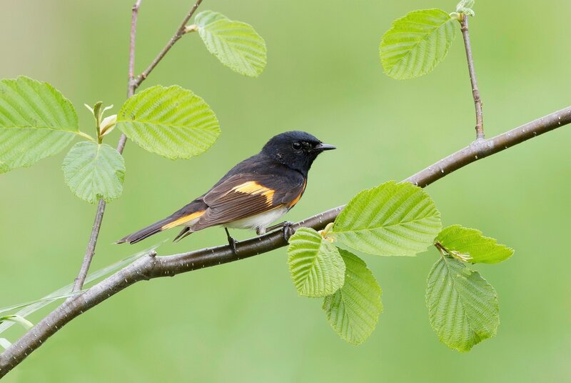 Black Bird with Orange Wing Patch — Green