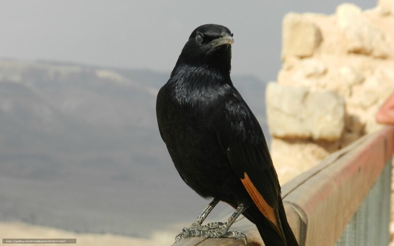 black bird with orange wing patch