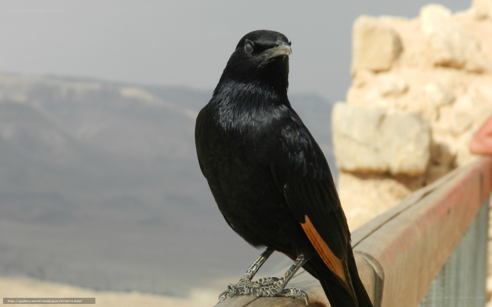 black bird with orange wing patch