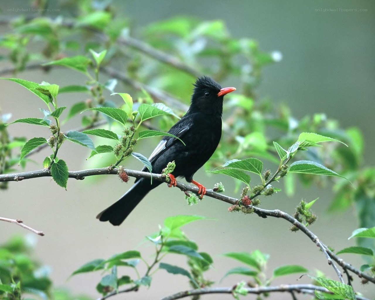 Black bird with red beak
