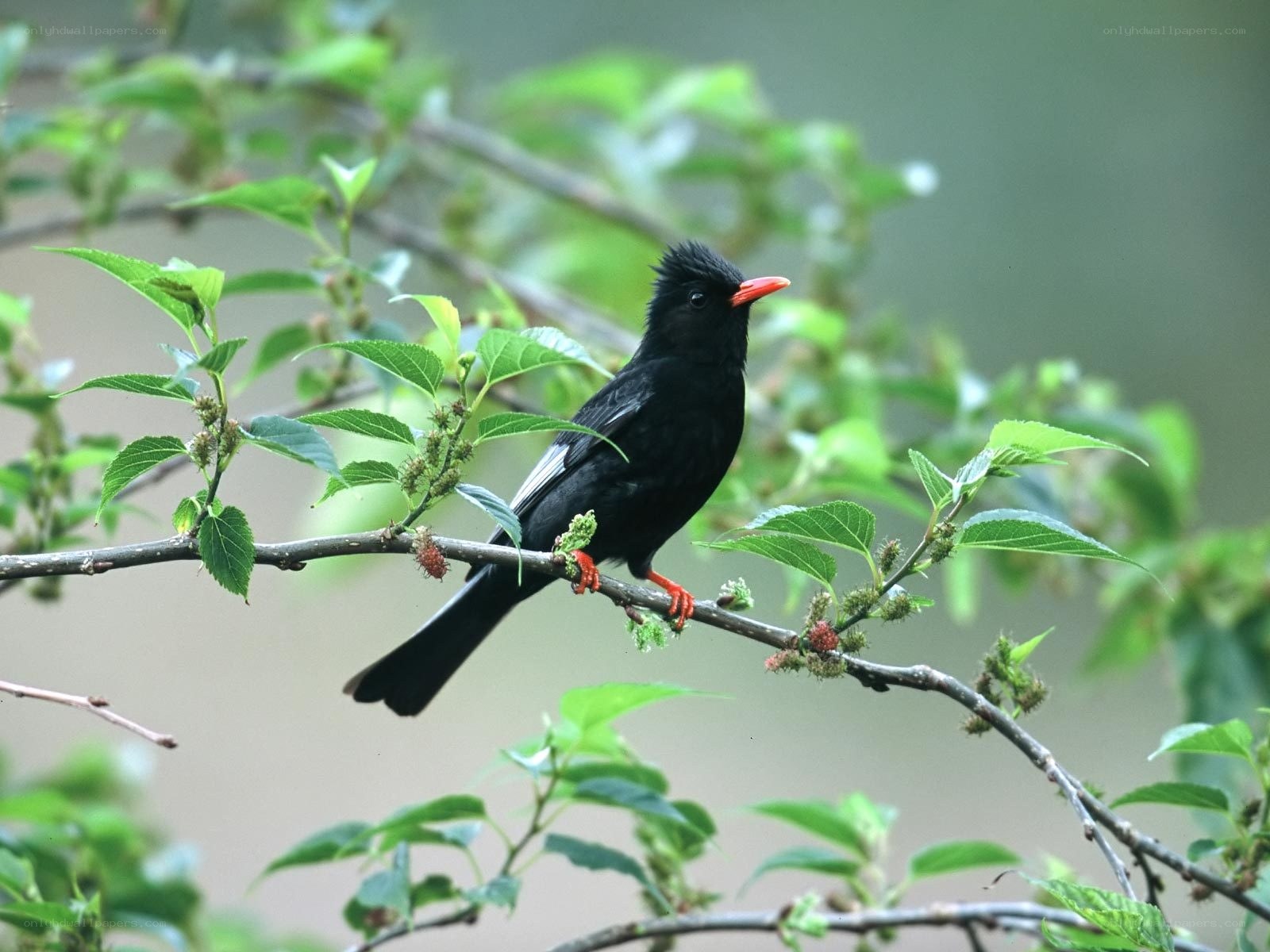 Black bird with red beak