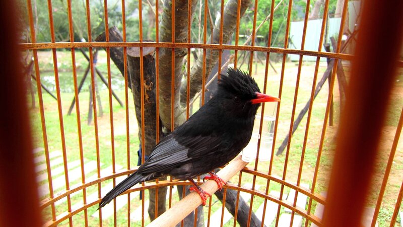 Black Bird with Red Beak — Calm, Afternoon, Photograph