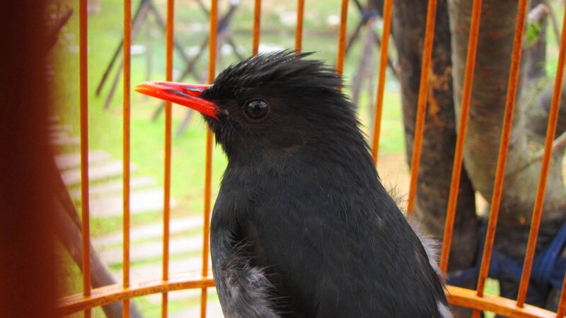 Black Bird with Red Beak — Calm, Afternoon