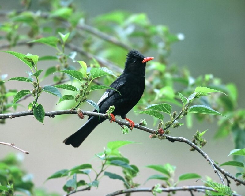 Black Bird with Red Beak — Calm, Photograph