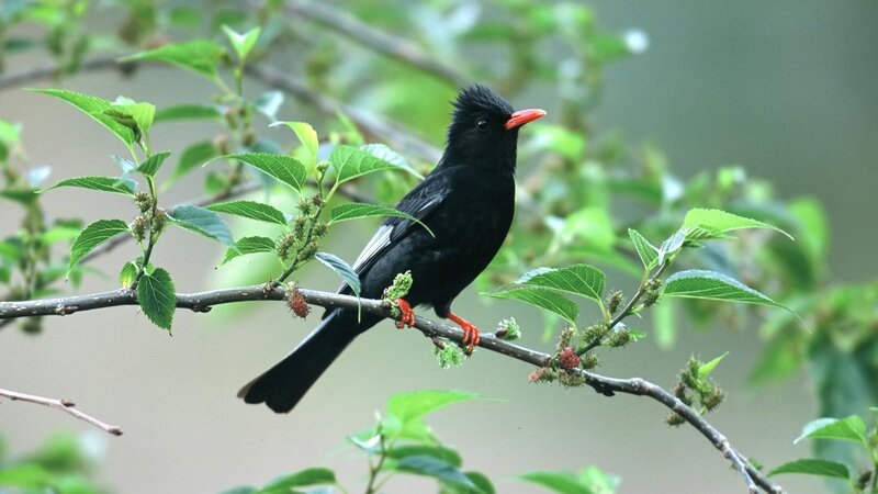 Black Bird with Red Beak — Calm