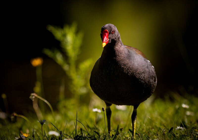 Black Bird with Red Beak — Dramatic